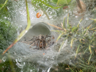 Funnel-web spider in web aka Agelena labyrinthica. - 623466438
