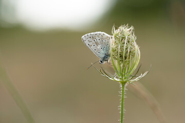 Aricia agestis, the  brown argus, is a butterfly in the family Lycaenidae, roosting on a flower in the early morning light