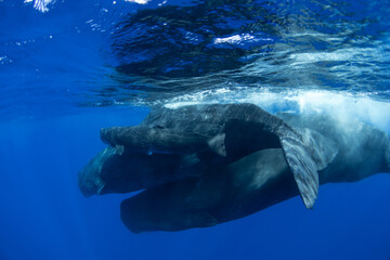A newborn baby sperm whale swims surrounded by his family