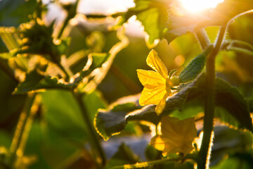Young flowering cucumber in the evening light.