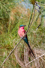 carmine bee eater in okavango delta, botswana