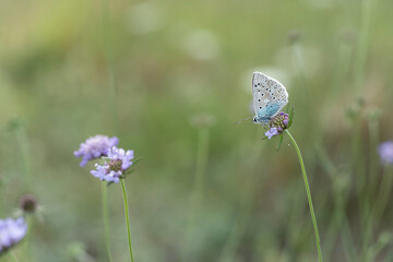 Aricia agestis, the  brown argus, is a butterfly in the family Lycaenidae, roosting on a flower in the early morning light