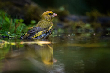 European greenfinch, Carduelis chloris