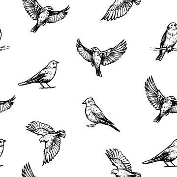 Flying birds. Vector sketch illustration on transparent background