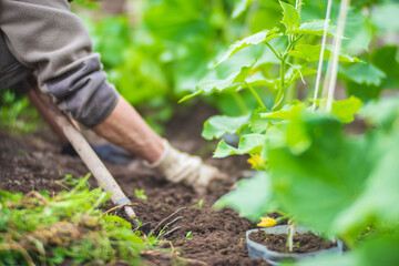 A woman's hand is pinching the grass. Weed and pest control in the garden. Cultivated land close up. Agriculture plant growing in bed row