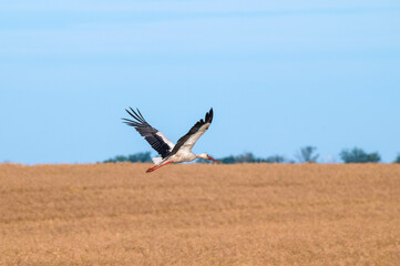 Naklejka premium Summer landscape with a stork in the harvest field in Ukraine