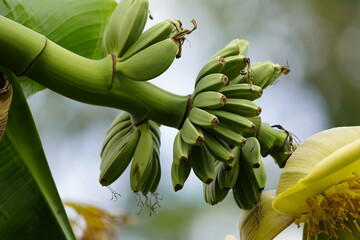Musa basjoo, known variously as Japanese banana, Japanese fibre banana or hardy banana, is a...