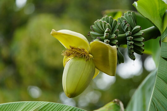 Musa basjoo, known variously as Japanese banana, Japanese fibre banana or hardy banana, is a species of flowering plant belonging to the banana family Musaceae.