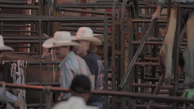 This video shows a rodeo bull waiting in a bull pen as cowboys walk past.