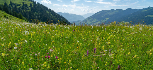 Farbige alpine Blumen auf der Alpe Steris im Grosswalsertal, Vorarlberg, mit steilen Bergwiesen,...