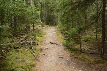 Forest hiking trail in mountains of Acadia National Park. State of Maine. USA