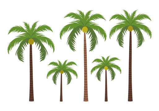 Set of palm trees isolated on white background. Vector illustration in flat style