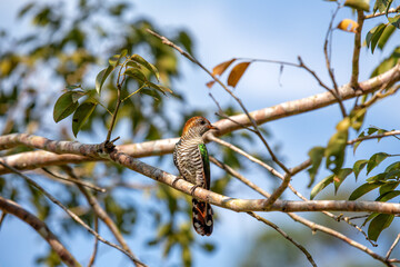 Asian Emerald Cuckoo (Chrysococcyx maculatus)