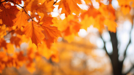 Orange leaves and uncle background material, warm autumn theme - obrazy, fototapety, plakaty