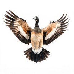 Obraz premium Brant bird isolated on white. Generative AI