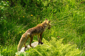 Wilder Fuchs in der Sommerhitze, sucht einen Weg durch das Gebüsch! Fuchs auf einem Stein am alpinen Steilhang, bedeckt mit Blumen, Gras und Büschen.