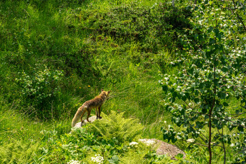 Fototapeta na wymiar Wilder Fuchs in der Sommerhitze, sucht einen Weg durch das Gebüsch! Fuchs auf einem Stein am alpinen Steilhang, bedeckt mit Blumen, Gras und Büschen.