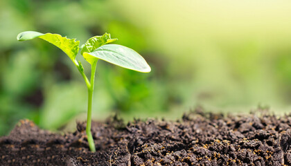 Seedling green plant on nature background