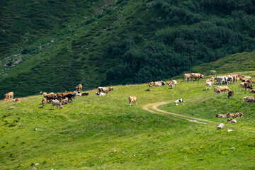 Panoramablick über die Silvretta mit Kühen auf der Weide, viele farbige Blumen auf grünen Wiesen, Wälder und Berge im Hintergrund. Sommer in Vorarlberg, Österreich