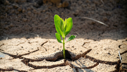 A single green plant shoot in a completely dry environment created