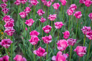 Pink tulips in the beds are starting to wilt