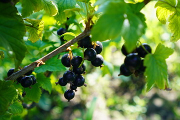 a branch with black currant berries among the leaves in the garden in summer close-up. The concept of growing eco-friendly food at home