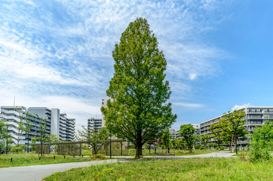 爽やかな青空とマンション街の風景　公園に植えられた印象的な大きな木　エコのイメージ
