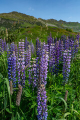 Wunderschöne blaue Lupine auf grüner und blühender Wiese am steilen Berg im Hintergrund. Sommergefühl im Wandergebiet in den Vorarlberger Bergen, Österreich. alpine Blumen in voller Blüte