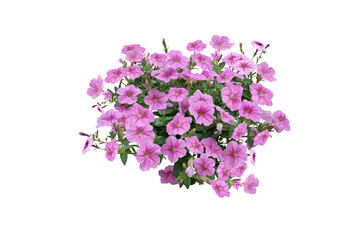 Bouquet, Bunch, shrub of flowers. Rose periwinkle. primrose. (red, pink) Rose Four o'clock Flower. (png) Colorful flowers, primula vulgaris are blooming. On white background.
