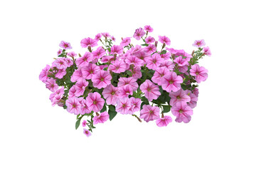 Bouquet, Bunch, shrub of flowers. Rose periwinkle. primrose. (red, pink) Rose Four o'clock Flower. (png) Colorful flowers, primula vulgaris are blooming. On white background.