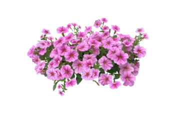 Bouquet, Bunch, shrub of flowers. Rose periwinkle. primrose. (red, pink) Rose Four o'clock Flower. (png) Colorful flowers, primula vulgaris are blooming. On white background.