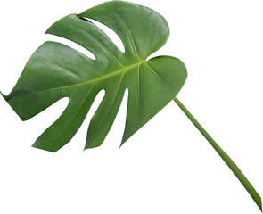 monstera leaf cut out on transparent background. © tanarch