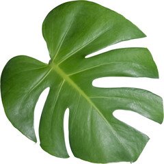 monstera leaf cut out on transparent background.