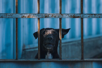 A cute black dog face behind bars