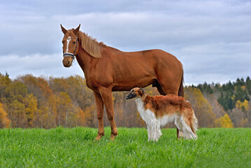 Horse and borzoi dog standing over fall bagkground