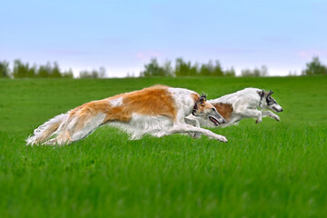 Running beautiful russian borzoi dogs