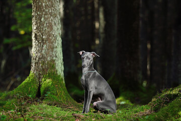 Gray Italian Greyhound dog