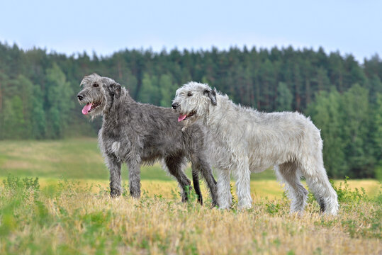 Irish wolfhound dogs