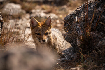 Fox - close-up portrait with bokeh of meadow in the background. Making eye contact.