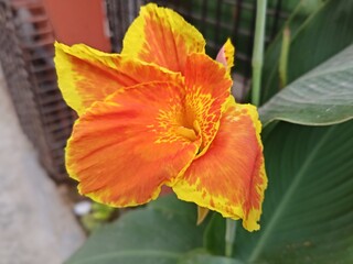 Summer nature flowers is very beautiful, the picture on the flower was taken out-door gardening area in Mirpur Dhaka bangladesh