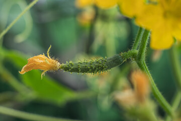Small green cucumber on a branch
