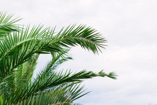 green palm leaves pattern, leaf closeup isolated against blue sky with clouds. coconut palm tree brances at tropical coast, summer beach background. travel, tourism or vacation concept, lifestyle