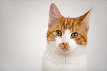 Portrait of a cute red and white tabby cat looking at camera 