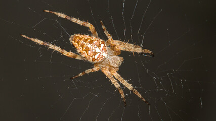 spider on a web