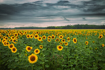 Obraz premium Tournesol