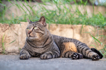 Naklejka na ściany i meble Cute female cat sitting on concrete floor