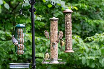 Photo of birds eating seeds from a bird feeder © Linda
