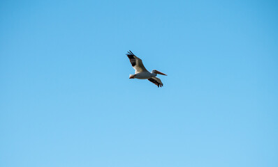 White pelican in motion in the blue sky