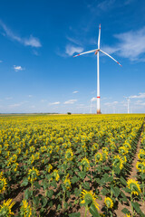 View over a blooming field of sunflowers to wind turbines near Wörrstadt/Germany in Rhineland-Palatinate
