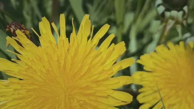 Single bee pollinates a dandelion flower collecting honey, then flies away. Slow motion close-up macro video. Taraxacum, Apis mellifera. Summer in the city. Summertime concept.
